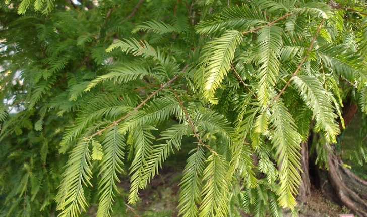 Metasequoia glyptostroboides