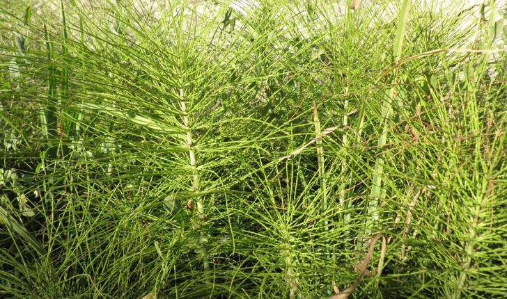 Equisetum arvense L., 1753