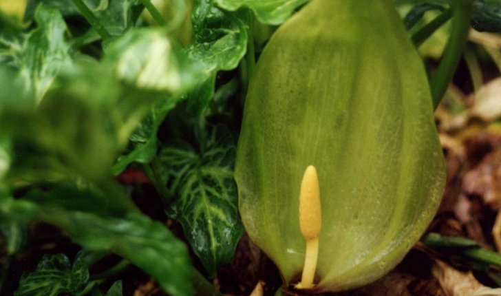 Arum italicum (Mill., 1768)