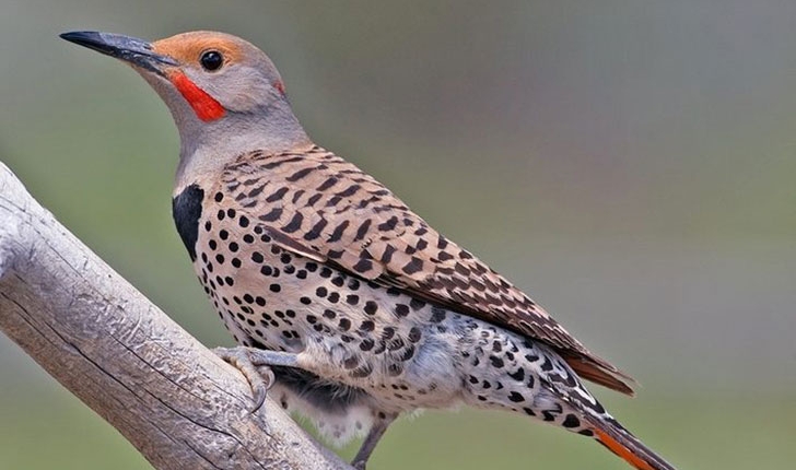Colaptes auratus, Linné 1758