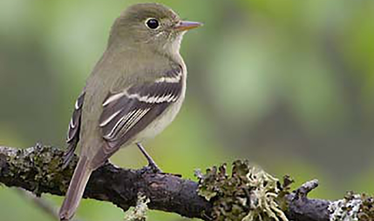 Empidonax flaviventris, W. M. Baird & Baird 1843