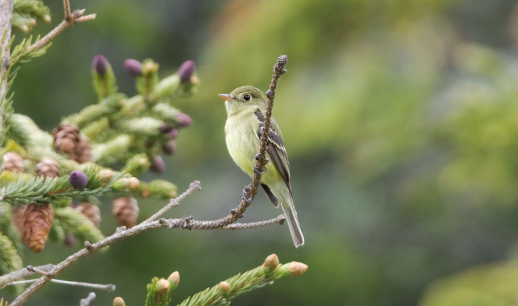 Empidonax flaviventris, W. M. Baird & Baird 1843