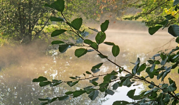 Alnus glutinosa (L.) Gaertn., 1790