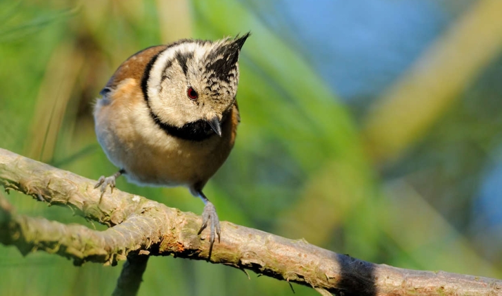 Lophophanes cristatus  (Linnaeus, 1758)