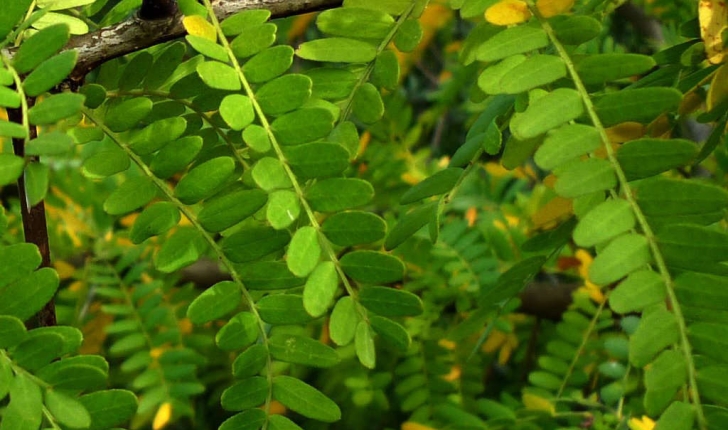 Gleditsia triacanthos L., 1753