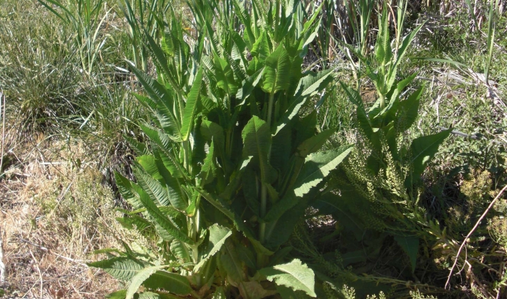 Dipsacus fullonum L., 1753
