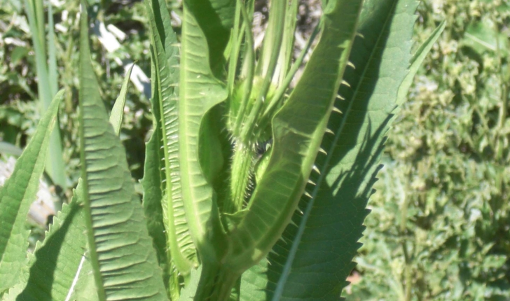 Dipsacus fullonum L., 1753