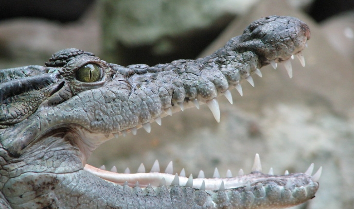crocodilidés