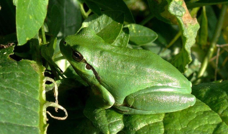 Hyla meridionalis (Boettger, 1874)