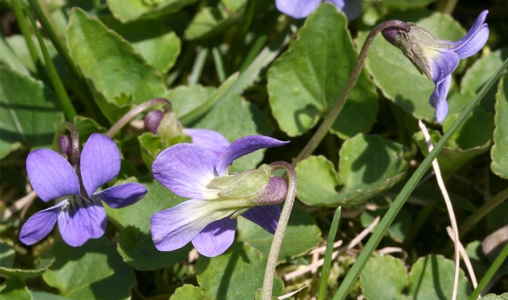 Viola cucullata (Aiton, 1789)