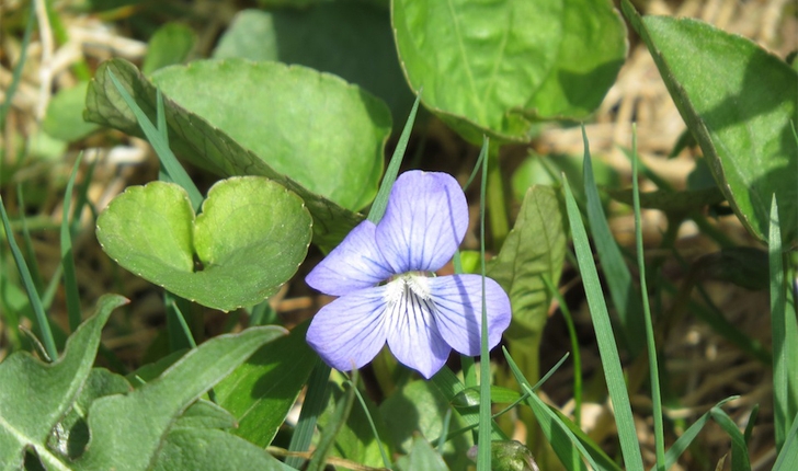Viola cucullata (Aiton, 1789)