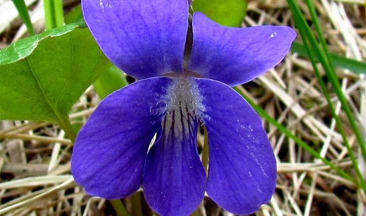 Viola cucullata (Aiton, 1789)