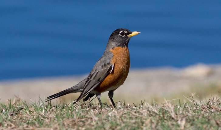 Turdus migratorius, Linné 1766