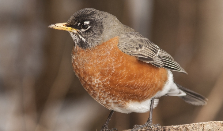 Turdus migratorius, Linné 1766
