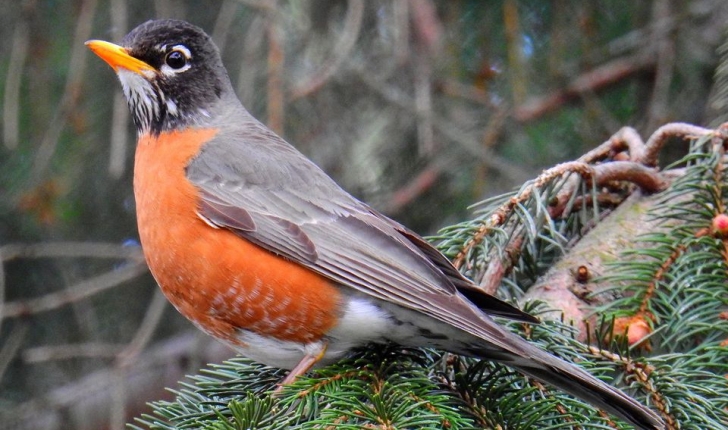 Turdus migratorius, Linné 1766
