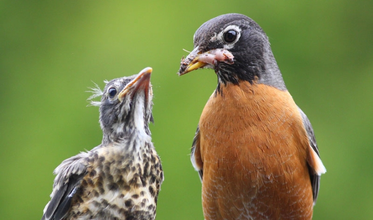 Turdus migratorius, Linné 1766