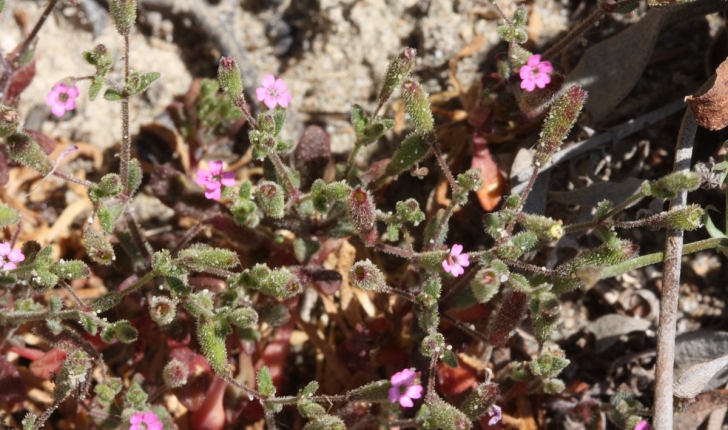 Silene sedoides Poir