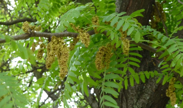 Gleditsia triacanthos L., 1753