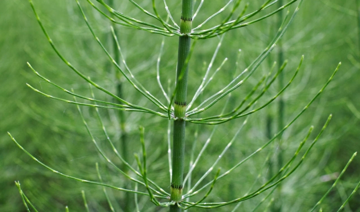 Equisetum arvense L., 1753