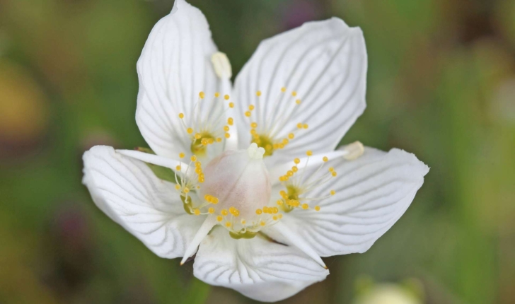 Parnassia palustris (L., 1753)
