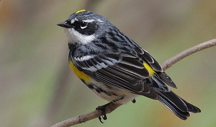 Setophaga coronata, Linné 1766
