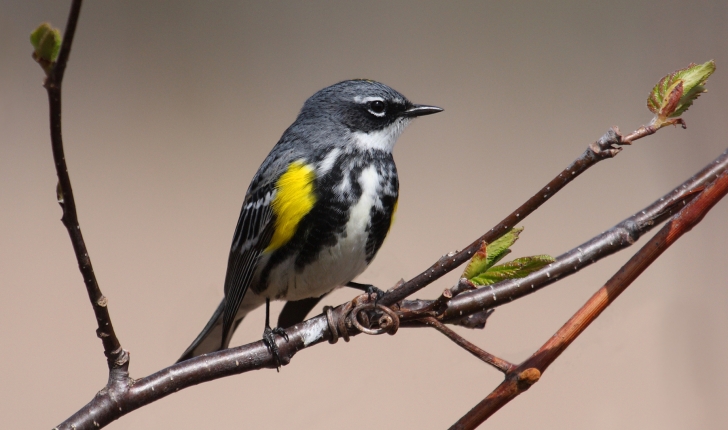 Setophaga coronata, Linné 1766