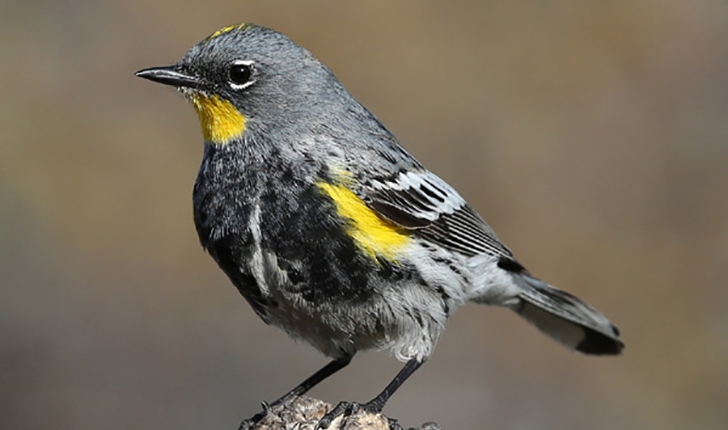 Setophaga coronata, Linné 1766