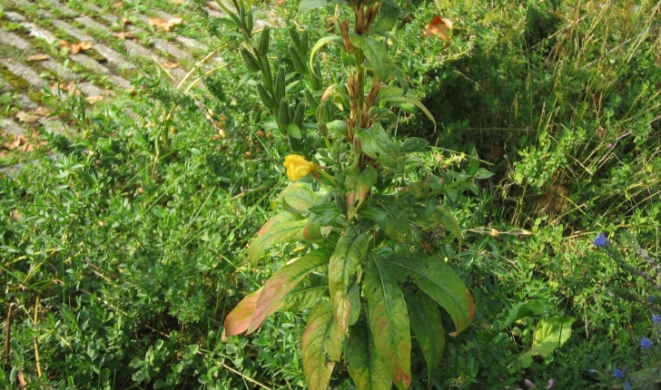 Oenothera biennis (L., 1753)