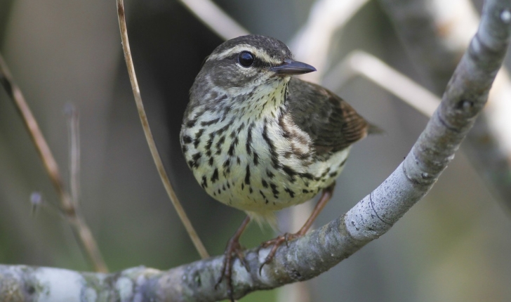 Parkesia noveboracensis, Gmelin 1789