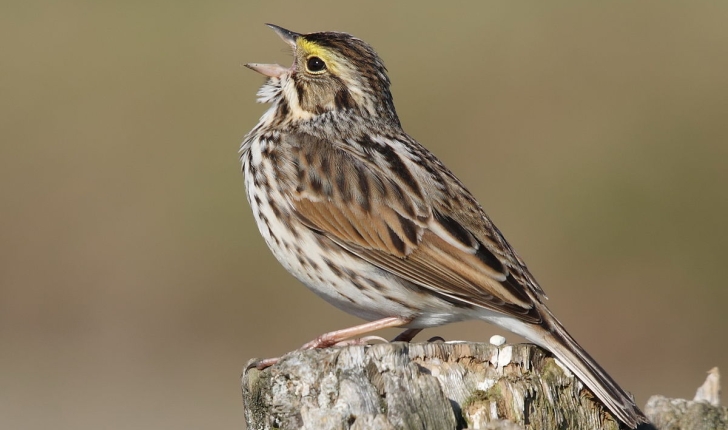 Passerculus sandwichensis, Gmelin 1789