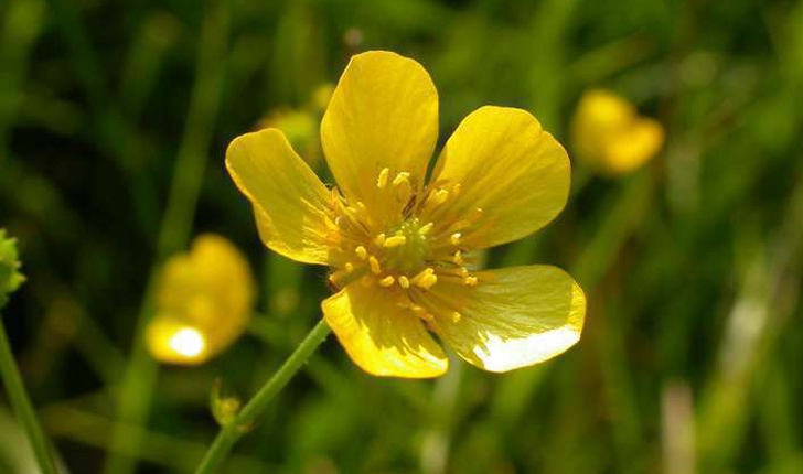 Ranunculus repens (L.,1753)