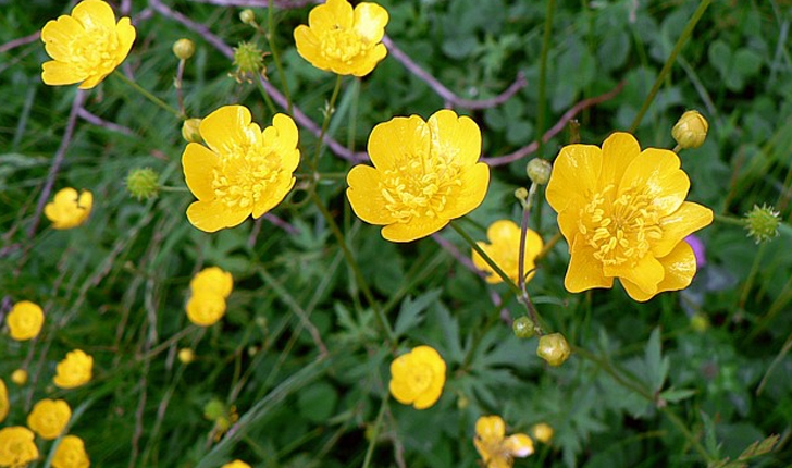 Ranunculus repens (L.,1753)