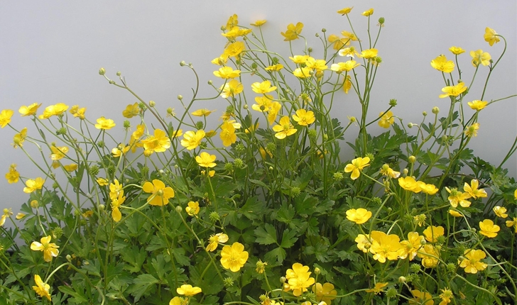 Ranunculus repens (L.,1753)