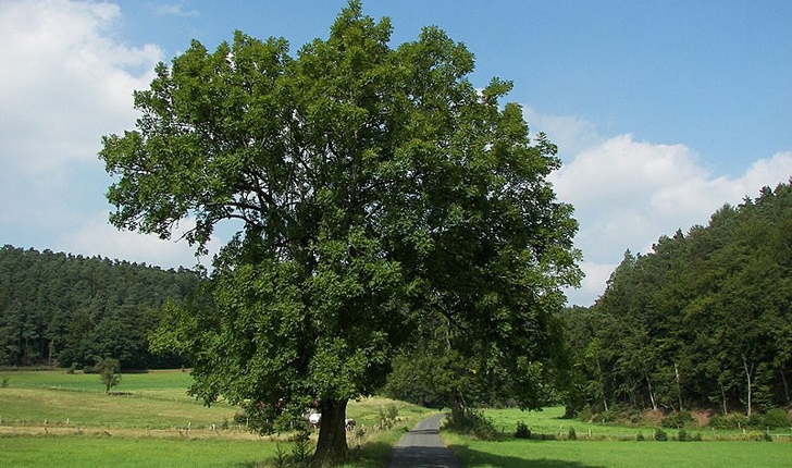 Fraxinus excelsior