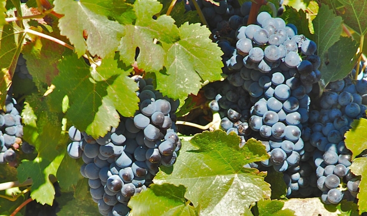 Vitis vinifera (L., 1753)