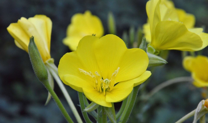 Oenothera biennis (L., 1753)