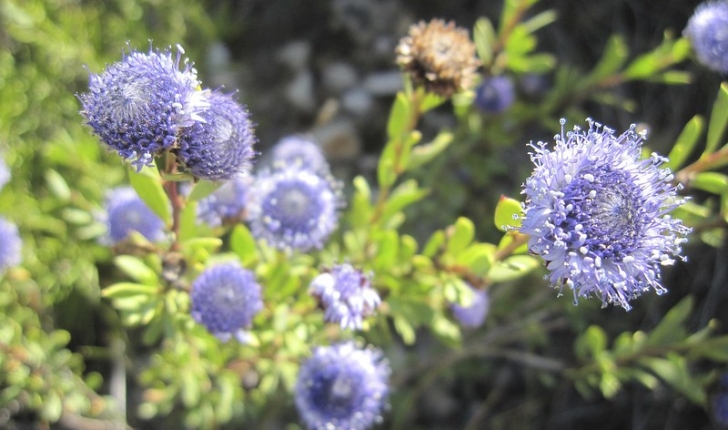 Globularia alypum