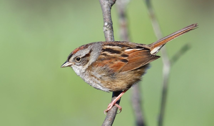 Melospiza georgiana, Latham 1790