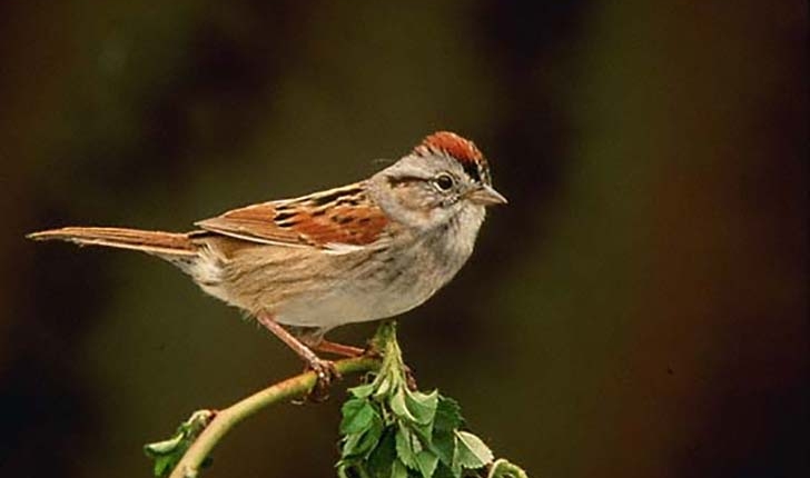 Melospiza georgiana, Latham 1790