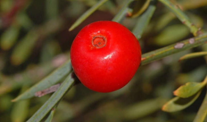 Osyris blanc - fruit (Crédits : Ettore Balocchi)