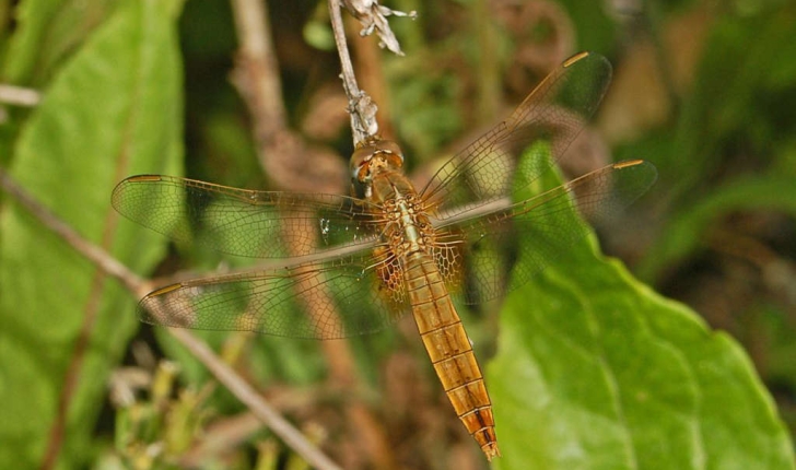 Crocothemis erythraea (Brullé, 1832)