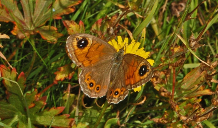 Lasiommata maera (Linnaeus, 1758)