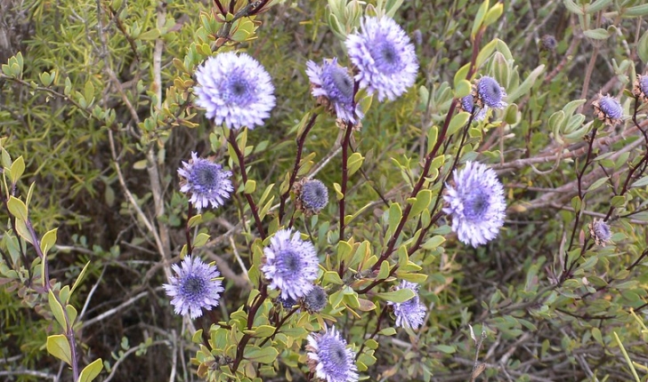 Globularia alypum