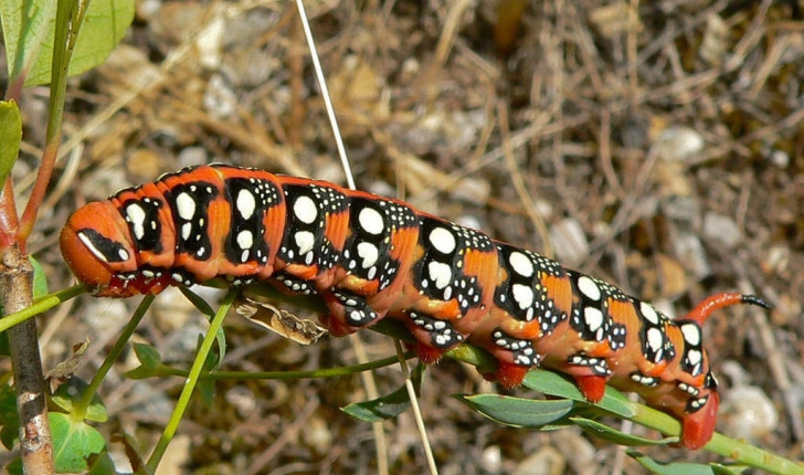 Hyles euphorbiae (Linnaeus, 1758)