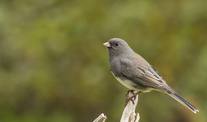 Junco hyemalis, Linné 1758