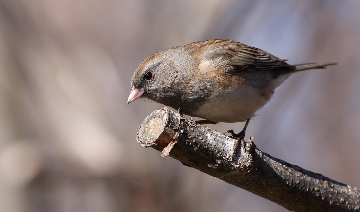 Junco hyemalis, Linné 1758