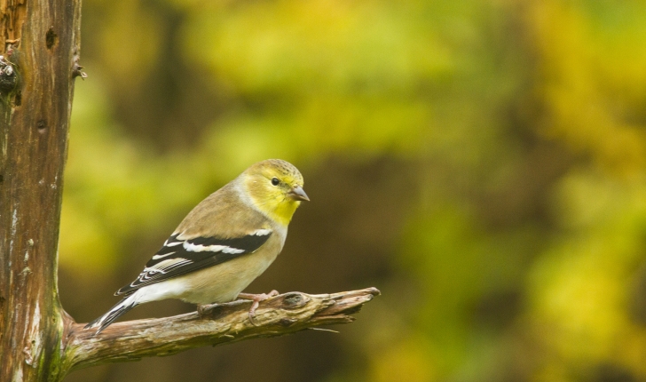 Carduelis tristis, Linné 1758