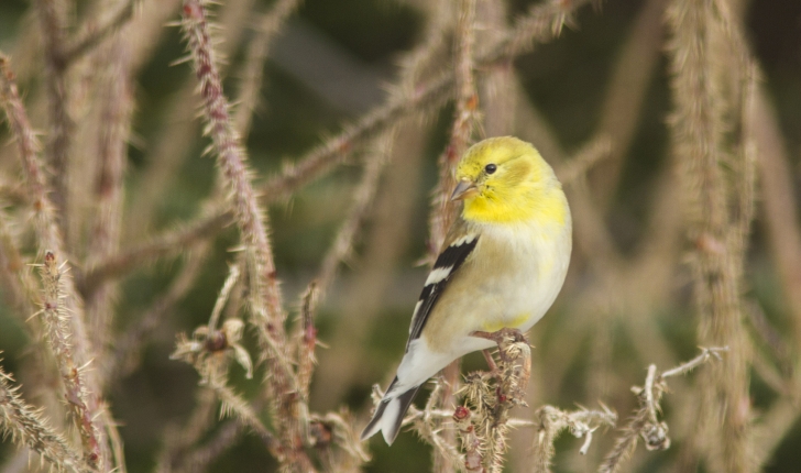 Carduelis tristis, Linné 1758