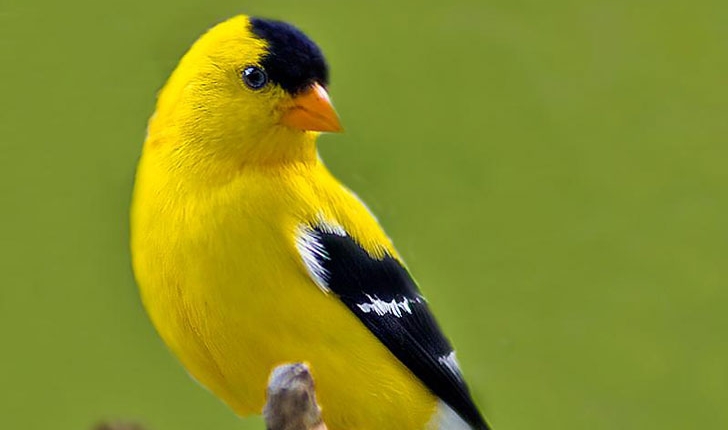 Carduelis tristis, Linné 1758