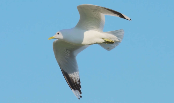 Larus canus Linnaeus, 1758